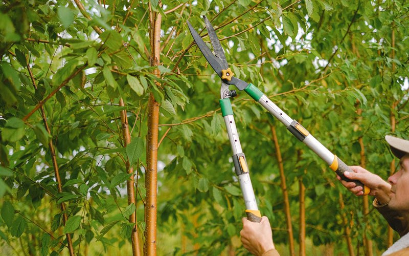 Tree trimming in Coeymans, NY